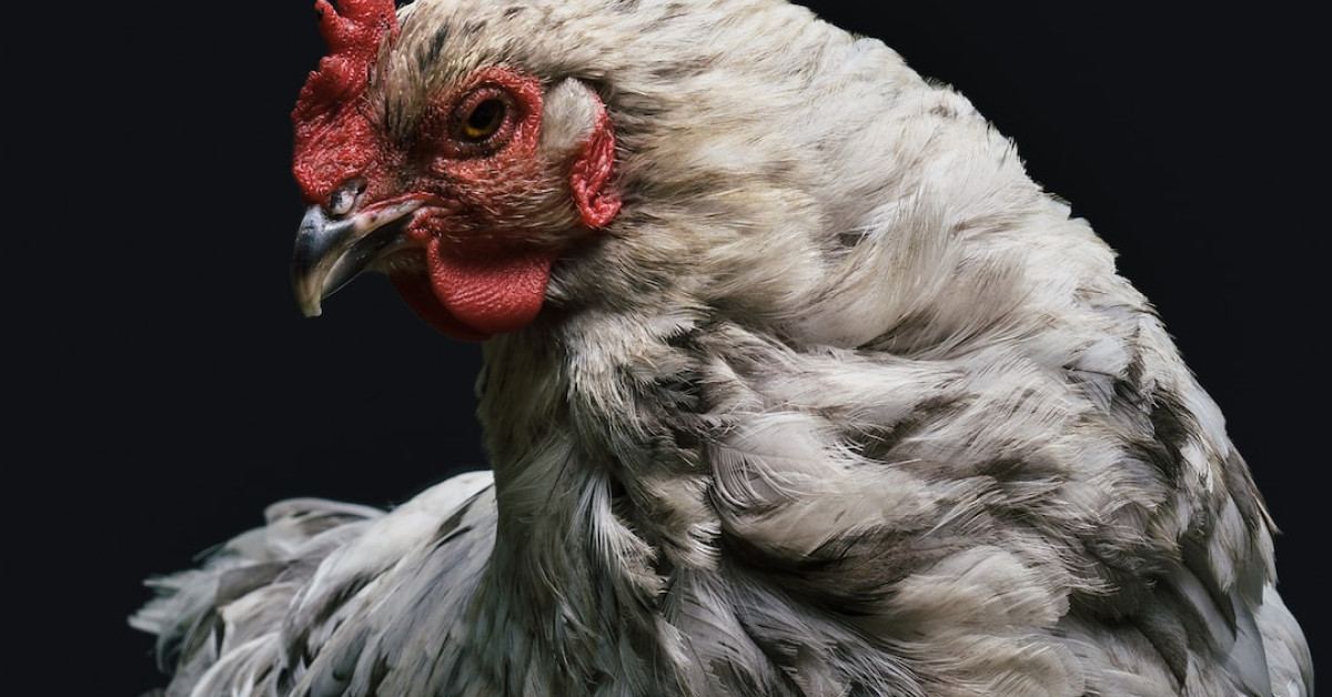 Boneless chicken thighs and veggies guide for delicious meals.