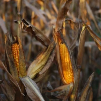 Guide to Homemade Chipotle Corn Salsa in a bowl. Guide to Homemade Chipotle Corn Salsa in a bowl.