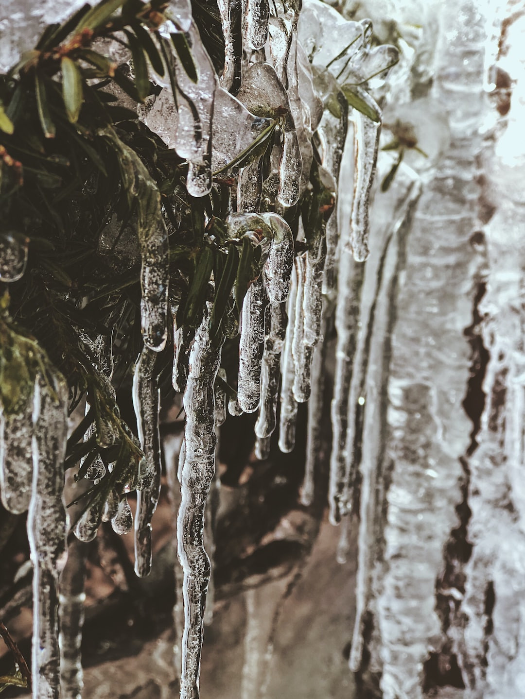 Guide to Perfectly Steaming Frozen Broccoli
