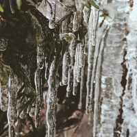 Guide to Perfectly Steaming Frozen Broccoli Guide to Perfectly Steaming Frozen Broccoli