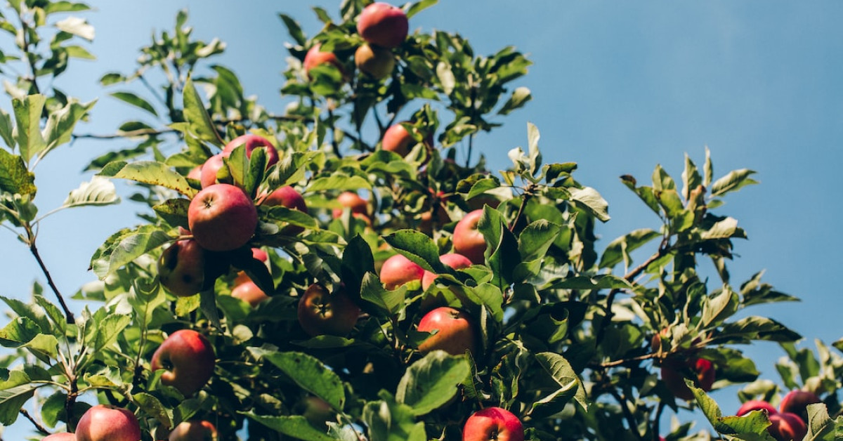 Guide to selecting and cutting ripe cantaloupes.