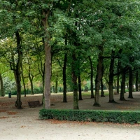 Expert technique for finely shredding Brussels sprouts. Expert technique for finely shredding Brussels sprouts.