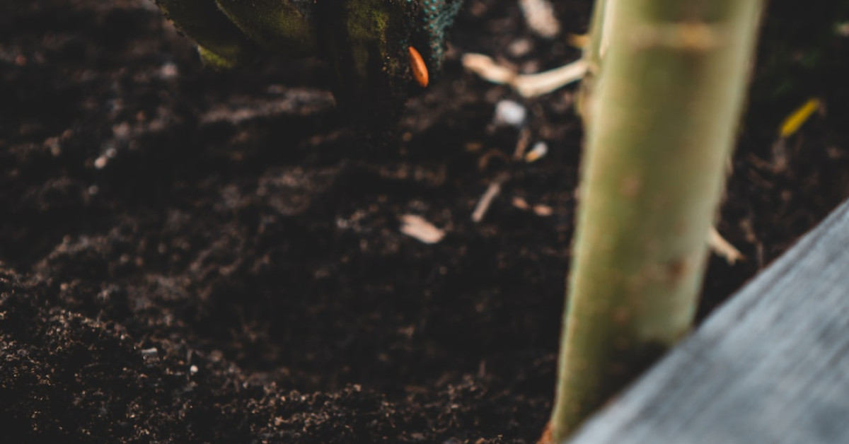 Companion planting cabbage for lush garden growth