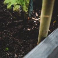 Companion planting cabbage for lush garden growth Companion planting cabbage for lush garden growth