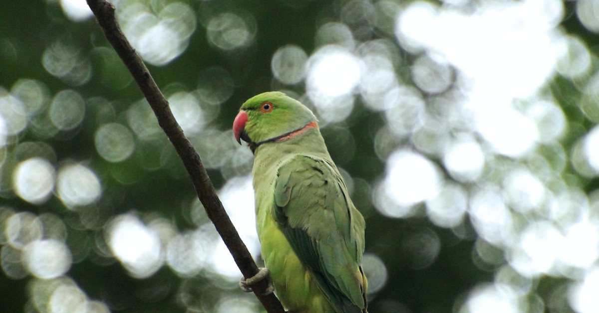 Parakeet unlocking longevity secrets infographic.