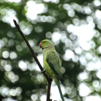 Parakeet unlocking longevity secrets infographic. Parakeet unlocking longevity secrets infographic.