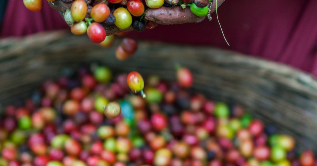 Guide to picking ripe, sweet cantaloupes.