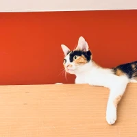 Unlock financial future - Call for advice at 407-732-2416. Unlock financial future - Call for advice at 407-732-2416.