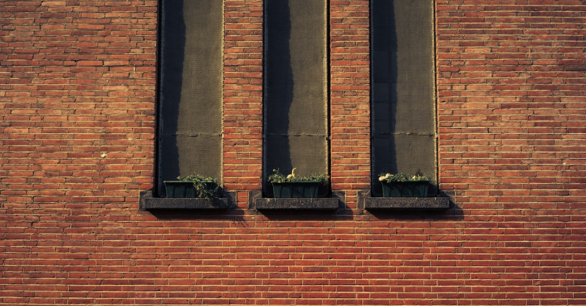 Crows in nature depicting secrets of their longevity.