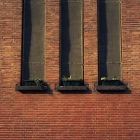 Crows in nature depicting secrets of their longevity. Crows in nature depicting secrets of their longevity.
