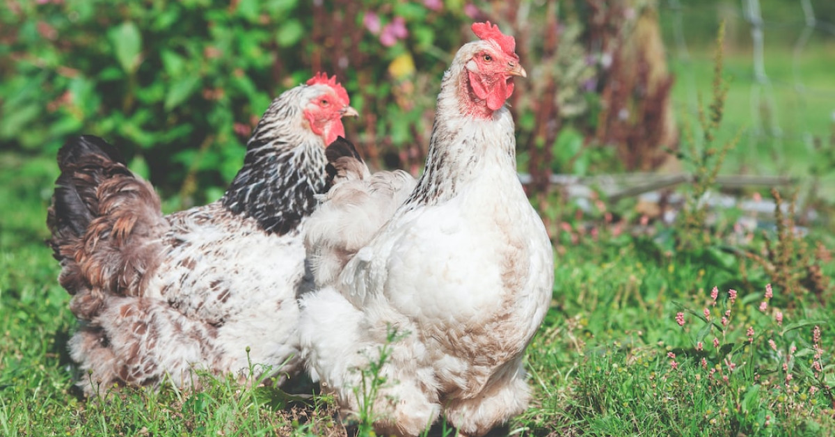 Chicken anatomy illustration highlighting urinary system differences.