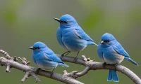 Bluebird perched on branch symbolizing hope and joy.