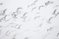 White birds in flight, symbolizing mystery and fascination.