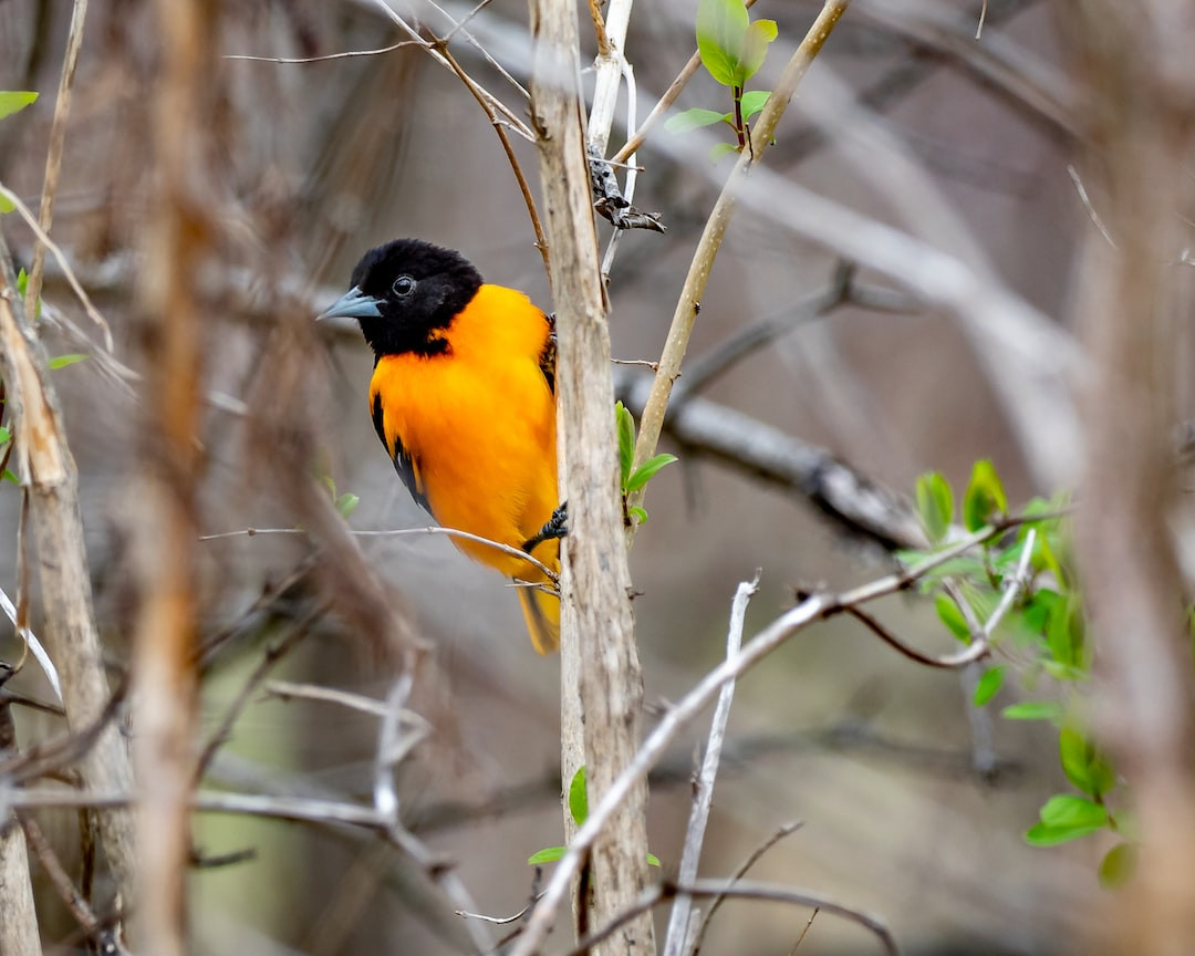 Baltimore Orioles, America's colorful songbirds perched on branch.