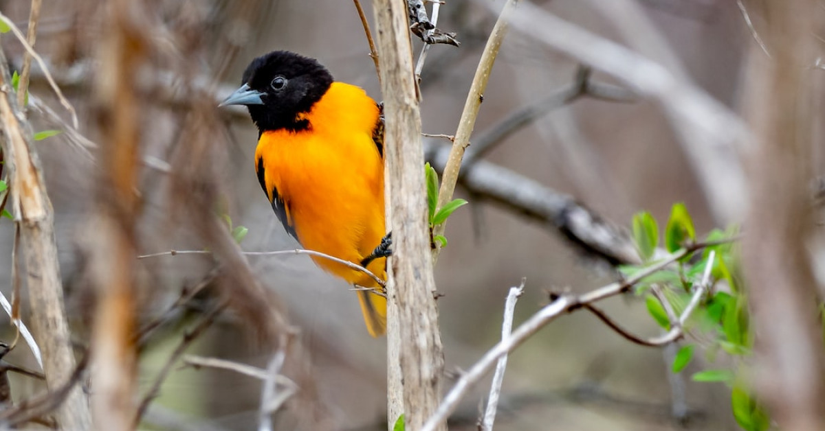 Baltimore Orioles, America's colorful songbirds perched on branch.