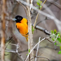 Baltimore Orioles, America's colorful songbirds perched on branch. Baltimore Orioles, America's colorful songbirds perched on branch.