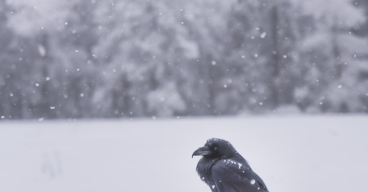 Crow longevity secrets revealed in lifespan study infographic.