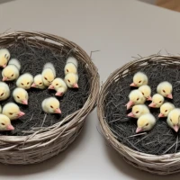 Nutritious diet plan for 6-week-old chicks Nutritious diet plan for 6-week-old chicks