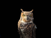 "Guide To Different Owl Species And Their Nocturnal Habits."