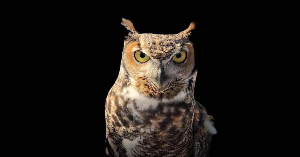 Guide to different owl species and their nocturnal habits.
