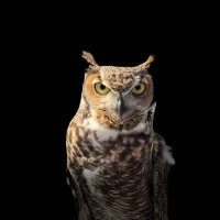 Guide to different owl species and their nocturnal habits. Guide to different owl species and their nocturnal habits.