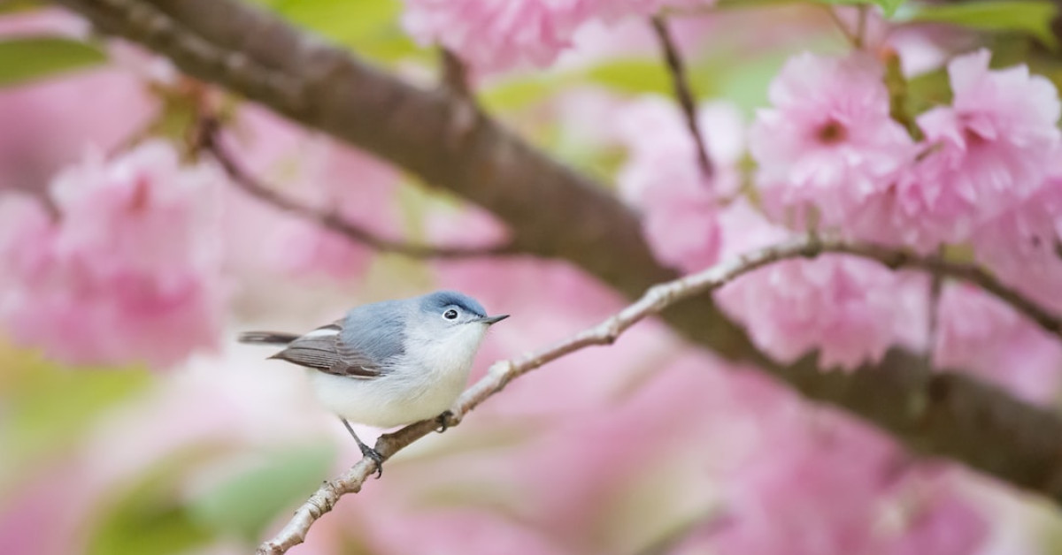 Lady reviewing Lady Bird Deed for secure wealth transfer.