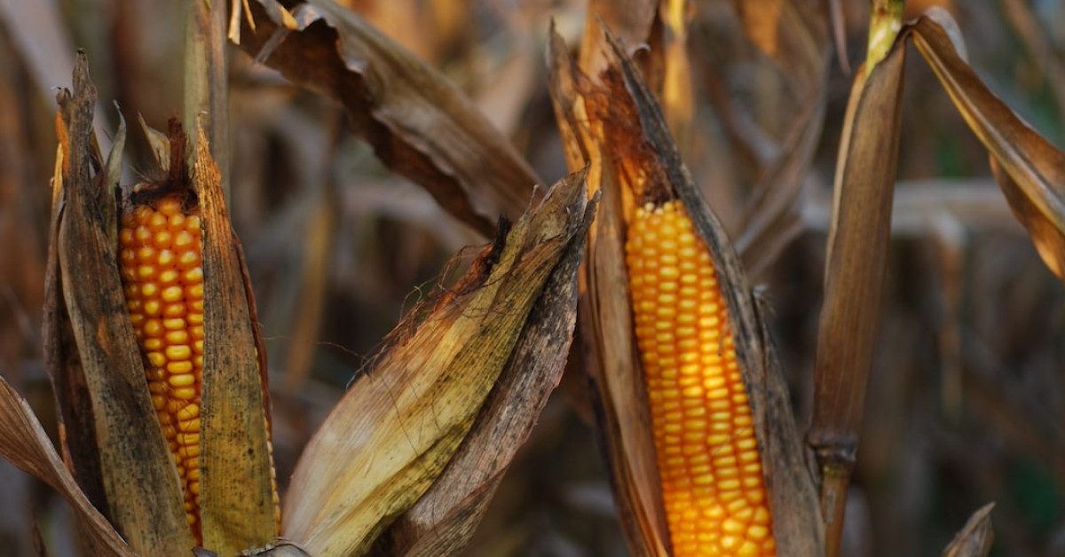 Spicy chipotle corn salsa recipe in a bowl.