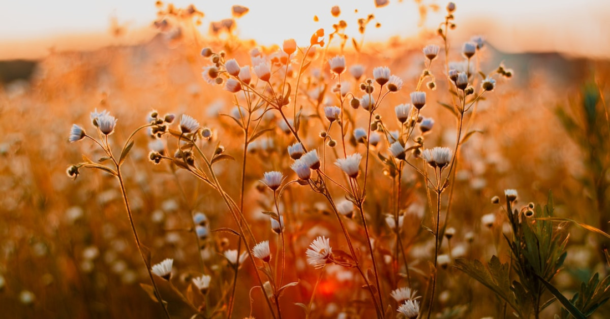 Musiq Soulchild 'So Beautiful' album cover art