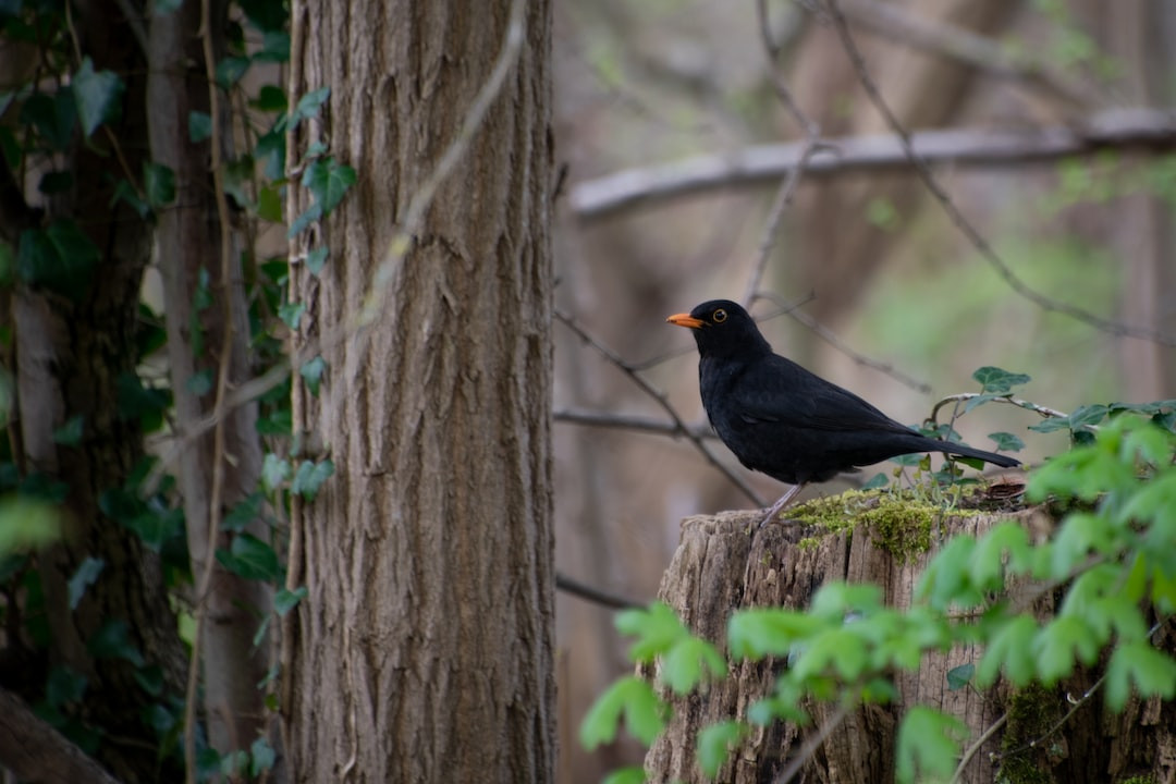 Blackbird perched, symbolizing avian enigma and mystique.