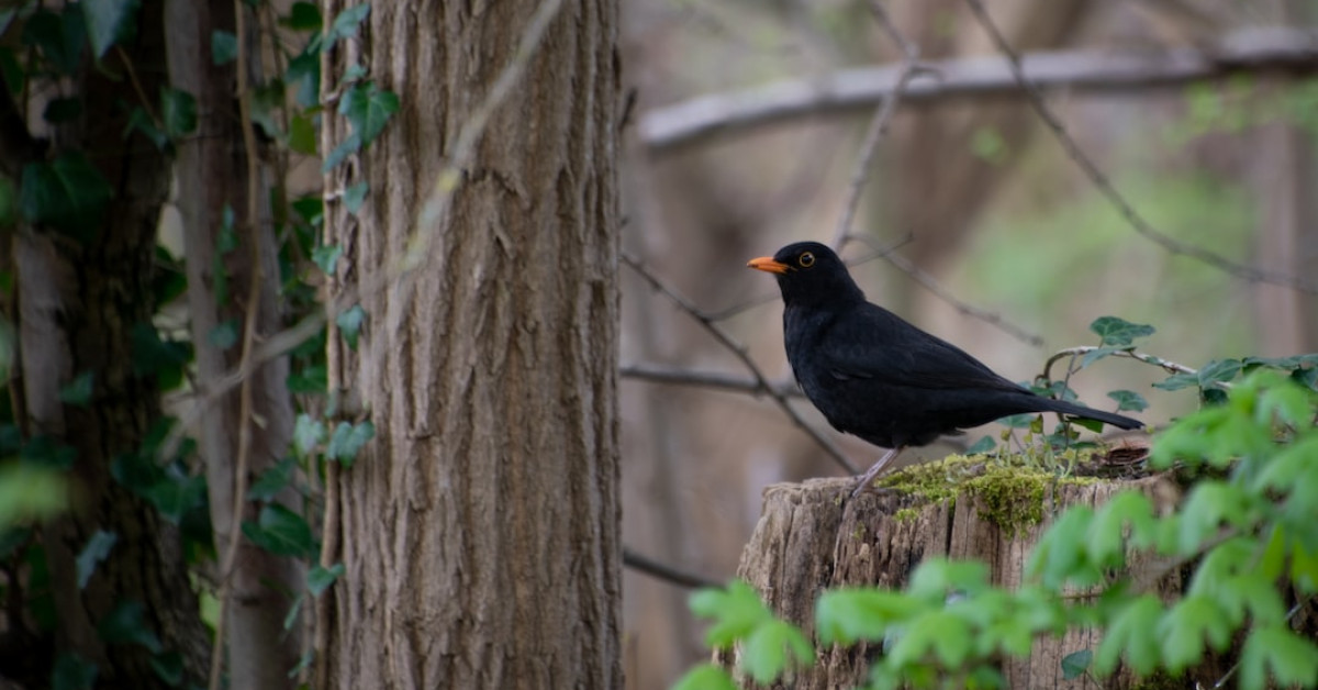 Blackbird perched, symbolizing avian enigma and mystique.