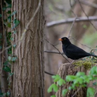 Blackbird perched, symbolizing avian enigma and mystique. Blackbird perched, symbolizing avian enigma and mystique.