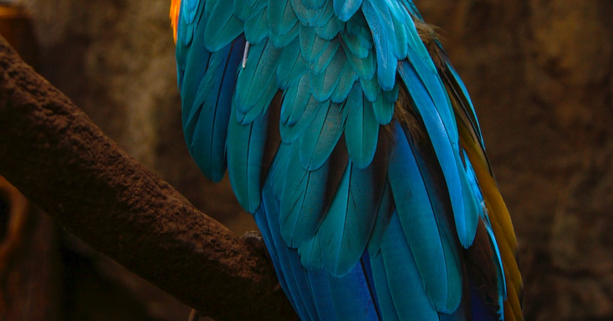 Image of Unveiling the Enigma: The Untold Life of Dinah Mattingly, Larry Bird's Wife