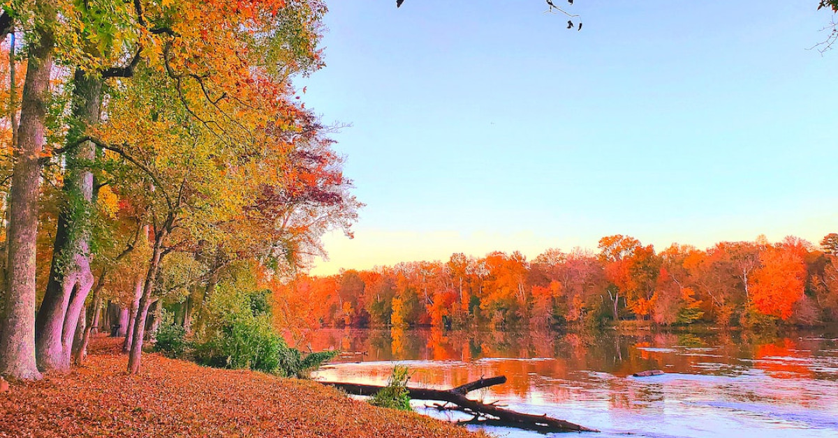 Carolina Wren bird, symbol of South Carolina, perched gracefully.