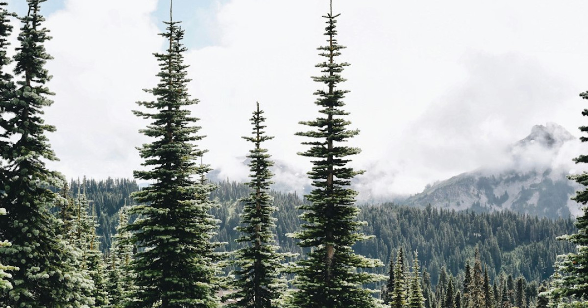 Legal implications of dumpster diving in Washington State.