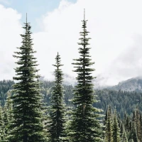 Legal implications of dumpster diving in Washington State. Legal implications of dumpster diving in Washington State.