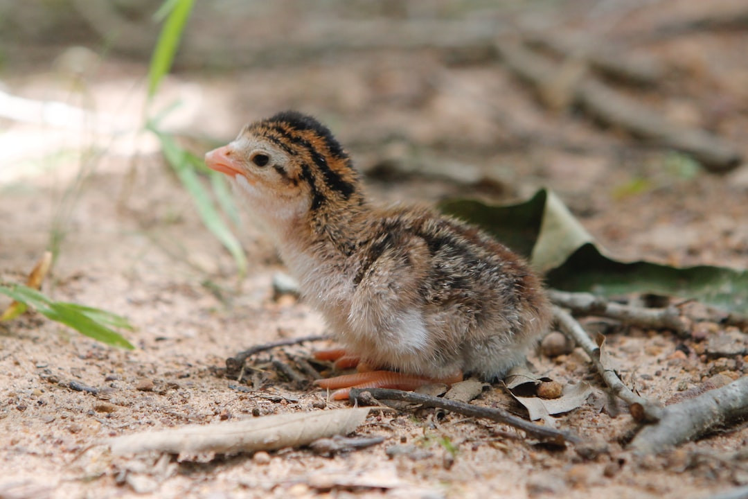 Gourmet baby quail dish presented elegantly on a plate.