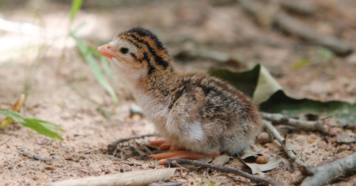 Gourmet baby quail dish presented elegantly on a plate.