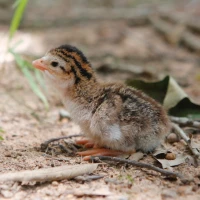 Gourmet baby quail dish presented elegantly on a plate. Gourmet baby quail dish presented elegantly on a plate.