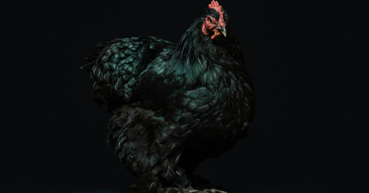 Low-calorie Chicken Katsu dish presentation.