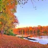 Carolina Wren perched in South Carolina natural habitat Carolina Wren perched in South Carolina natural habitat