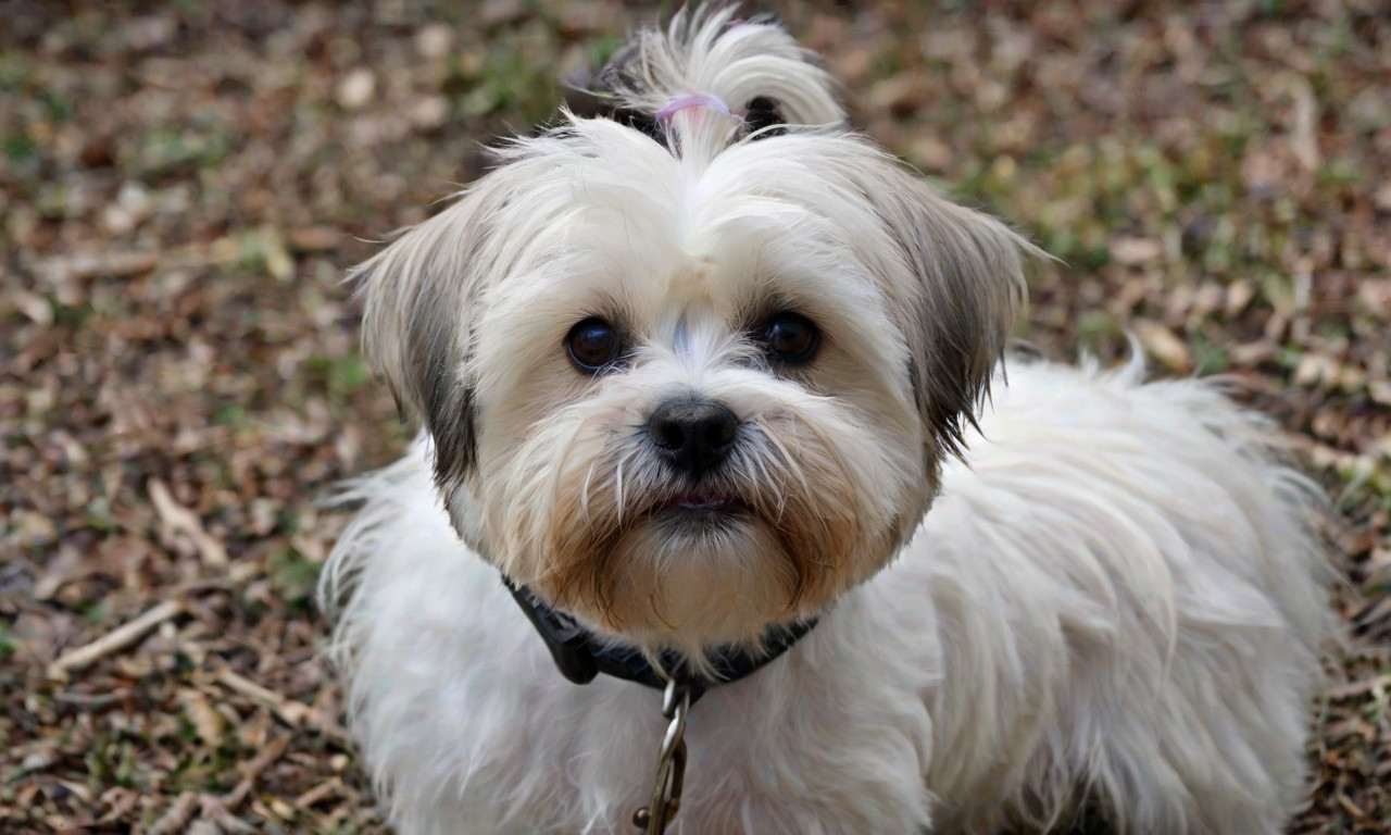 Weshi: West Highland White Terrier Shih Tzu Mix – The Ultimate Guide to This Adorable Breed
