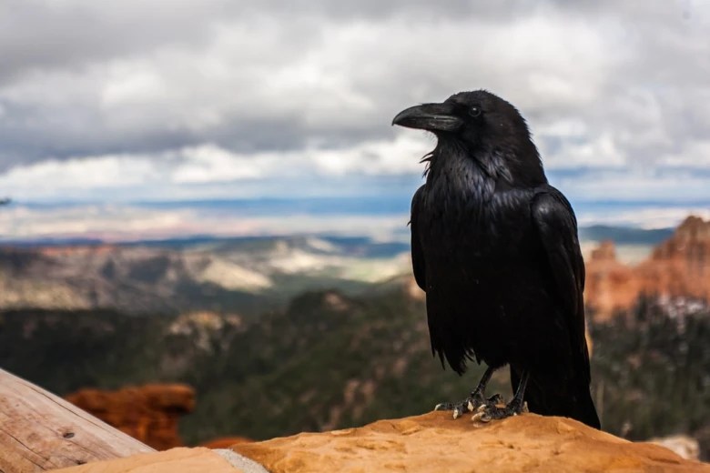 What do Crows symbolize? Crow Symbolism: Exploring Ancient Myths and Modern Fascinations