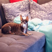 What Does a Shih Tzu and Chihuahua Mix Look Like? Discover Now! What Does a Shih Tzu and Chihuahua Mix Look Like? Discover Now!