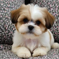What Is a Maltese and Shih Tzu Mix Called Learn About the Adorable Malshi What Is a Maltese and Shih Tzu Mix Called Learn About the Adorable Malshi