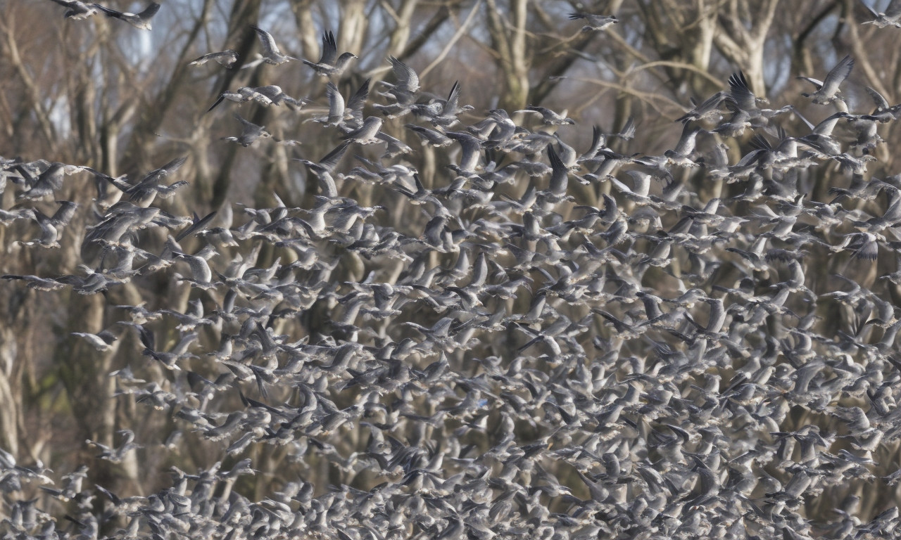 What is a medium gray bird in Massachusetts? The 32 Most Common Birds of Massachusetts: Data-Driven Insights