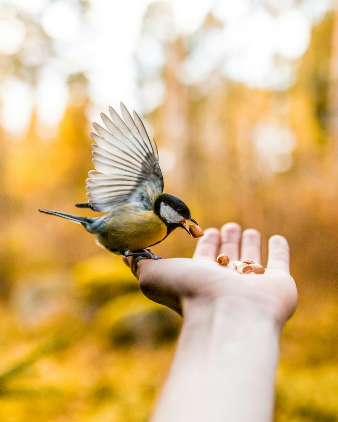 What time of day do cedar waxwings feed? What Do Cedar Waxwings Eat? (Complete Guide) Discover Their Diet Now