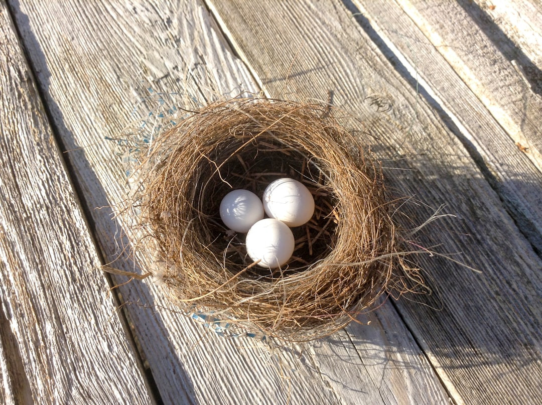 When do baby starlings leave the nest? Baby Starlings: All You Need To Know About Their First Flight