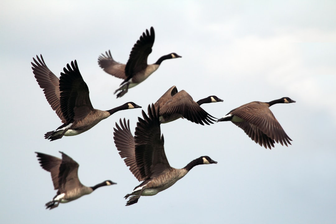 When do geese flock together? Collective Nouns for Geese: What's the Official Terms? Unlock the Mystery