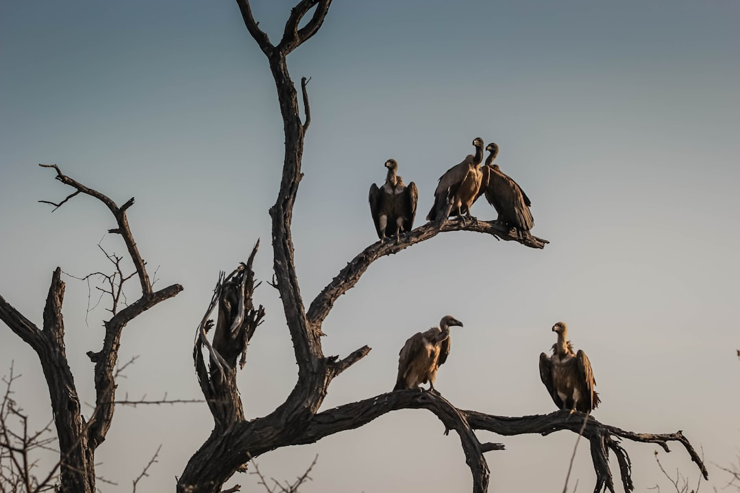 When do turkey vultures migrate? Turkey Vulture Migration: A Complete Guide to Their Fascinating Journey