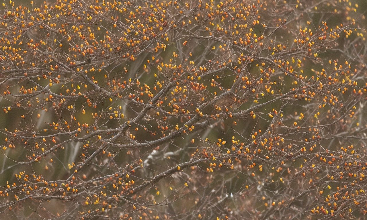 Where do Cedar Waxwings go in winter? Cedar Waxwing Migration: A Complete Guide to Their Annual Journey